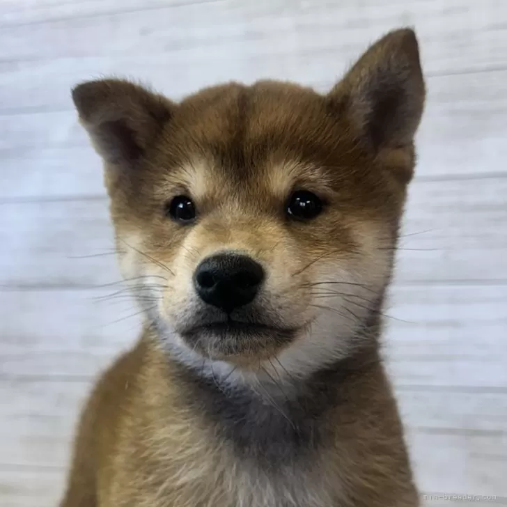 柴犬(標準サイズ)【岡山県・男の子・2024年9月28日・赤】の写真1