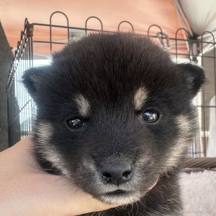 マッキー 様のお迎えした子犬