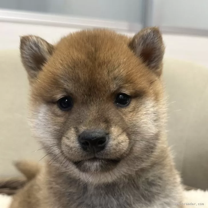 柴犬(標準サイズ)【岡山県・男の子・2024年11月29日・赤】の写真1