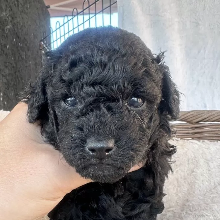 じゅのまま 様のお迎えした子犬