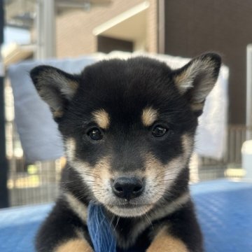 柴犬(豆柴)【岡山県・男の子・2024年10月12日・黒柴】の写真「出産ラッシュのためお値下げ👍」