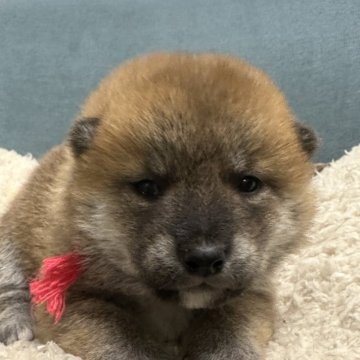 柴犬(標準サイズ)【岡山県・女の子・2025年2月17日・赤】の写真「兄弟仲良く成長中👍」