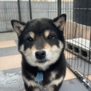 柴犬(豆柴)【岡山県・男の子・2024年10月12日・黒柴】の写真「値下げしちゃってます😅」