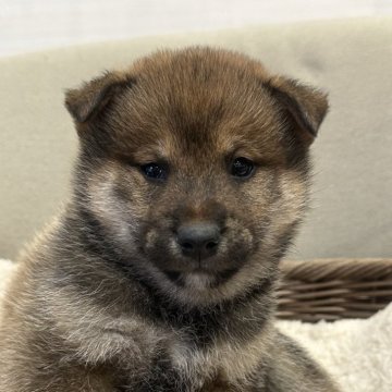 柴犬(標準サイズ)【岡山県・男の子・2024年11月29日・赤】の写真「ブラックマスクで可愛い男の子❣️」