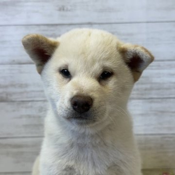 柴犬(標準サイズ)【岡山県・男の子・2024年9月28日・🤍】の写真「綺麗な白柴くん👍」