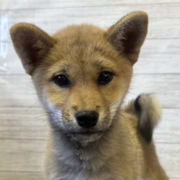 柴犬(標準サイズ)【岡山県・女の子・2024年9月12日・赤】の写真「元気もりもりちゃん❣️」