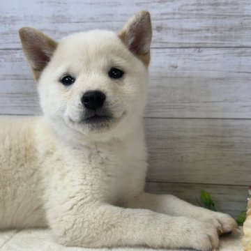 豆柴【岡山県・男の子・2024年10月12日・白柴】の写真「豆柴出産ラッシュの為お値下げ‼️」