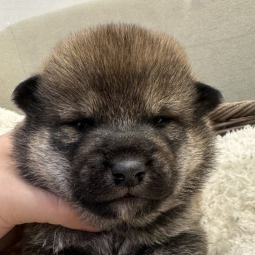 柴犬(標準サイズ)【岡山県・男の子・2024年11月29日・赤】の写真「ブラックマスクで可愛い男の子👍」