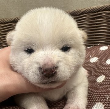 柴犬(豆柴)【岡山県・女の子・2024年12月8日・白柴】の写真「豆柴出産ラッシュの為少しお安くしてます🙇🏼」