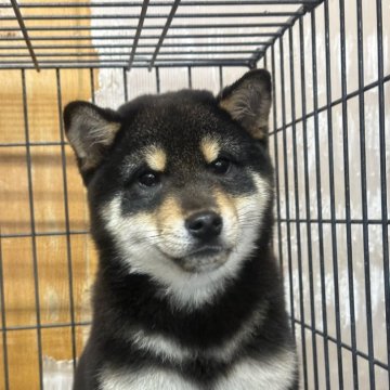 柴犬(豆柴)【岡山県・男の子・2024年10月12日・黒柴】の写真「動画更新🆙
是非見てください🙇🏼」