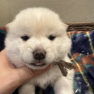 豆柴【岡山県・女の子・2024年12月9日・白柴】の写真「豆柴出産ラッシュの為少しお安くしてます🙇🏼」