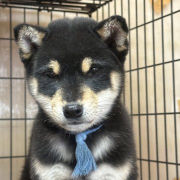 豆柴【岡山県・男の子・2024年10月12日・黒柴】の写真「出産ラッシュのためお値下げ👍」