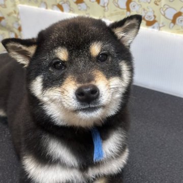 柴犬(豆柴)【岡山県・男の子・2024年10月12日・黒柴】の写真「動画更新‼️
是非見てください❣️」