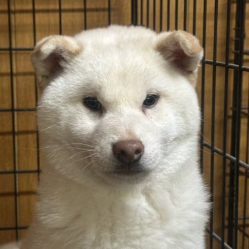 柴犬(標準サイズ)【岡山県・男の子・2024年9月28日・🤍】の写真「綺麗な白柴くん☺️」