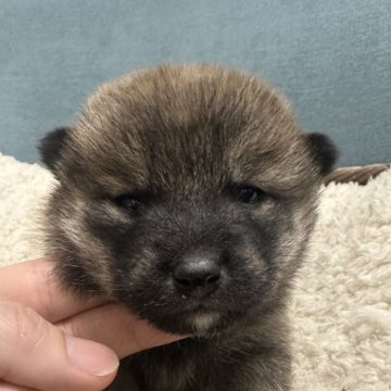 柴犬(標準サイズ)【岡山県・女の子・2025年2月17日・赤】の写真「兄弟仲良く成長中👍」