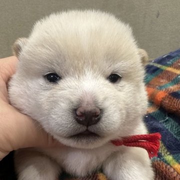 柴犬(豆柴)【岡山県・女の子・2024年12月9日・白柴】の写真「豆柴出産ラッシュの為少しお安くしてます🙇🏼」