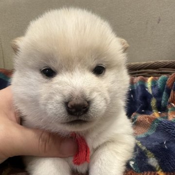 豆柴【岡山県・女の子・2024年12月9日・白柴】の写真「豆柴出産ラッシュの為少しお安くしてます🙇🏼」