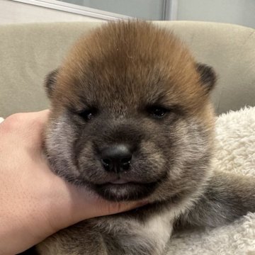 柴犬(標準サイズ)【岡山県・男の子・2024年11月29日・赤】の写真「配色のいい男の子❣️」