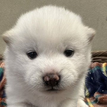 豆柴【岡山県・女の子・2024年12月9日・白柴】の写真「豆柴出産ラッシュの為少しお安くしてます🙇🏼」