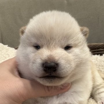 柴犬(標準サイズ)【岡山県・男の子・2024年11月29日・白】の写真「真っ白で可愛い男の子👍」