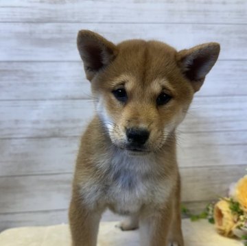 柴犬(標準サイズ)【岡山県・女の子・2024年9月28日・赤】の写真「兄弟で唯一の女の子☺️」