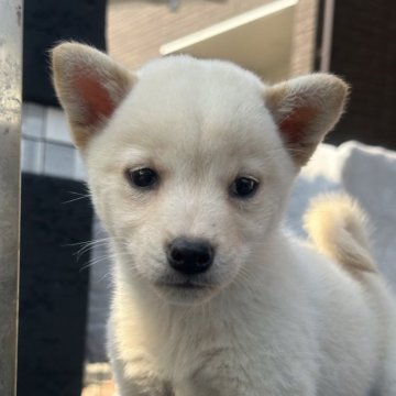 柴犬(豆柴)【岡山県・女の子・2024年10月12日・白柴】の写真「豆柴出産ラッシュの為お値下げ❣️」