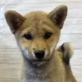 柴犬(標準サイズ)【岡山県・女の子・2024年9月12日・赤】の写真1