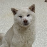 柴犬(標準サイズ)