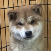 柴犬(標準サイズ)