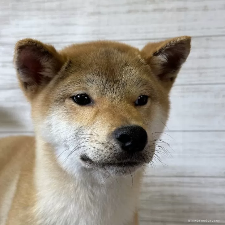 柴犬(標準サイズ)【岡山県・男の子・2023年12月1日・赤】の写真1