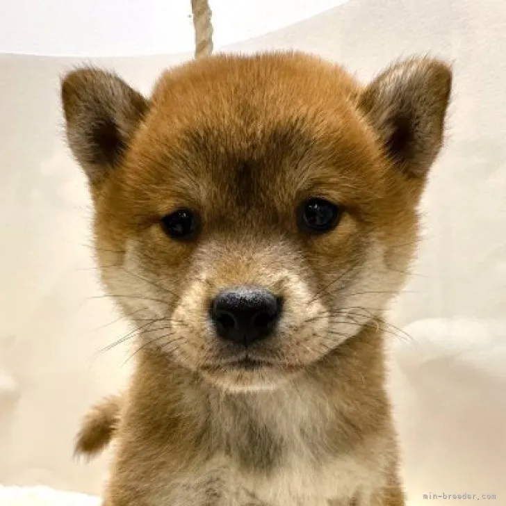 柴犬(標準サイズ)【岡山県・女の子・2023年10月19日・赤】の写真1