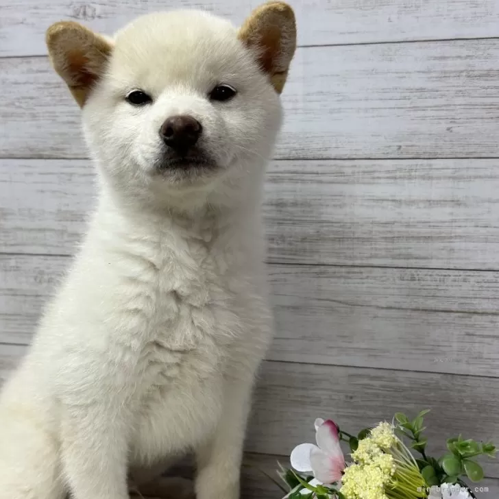 柴犬(標準サイズ)【岡山県・男の子・2023年12月1日・白】の写真1「3月19日撮影」