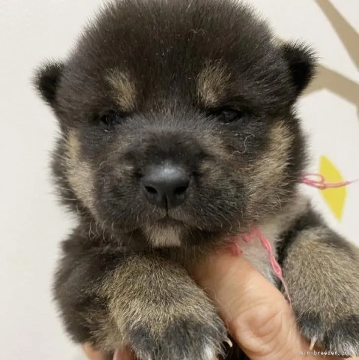 柴犬(標準サイズ)【岡山県・女の子・2022年10月12日・黒】の写真1