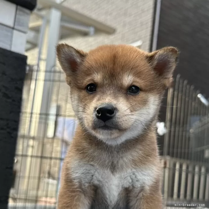 柴犬(標準サイズ)【岡山県・女の子・2024年1月24日・赤】の写真1「3月9日撮影」