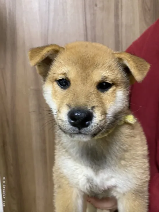 柴犬(標準サイズ)【岡山県・男の子・2021年11月4日・赤】の写真1「ワクチン1回目終わってます‼️」