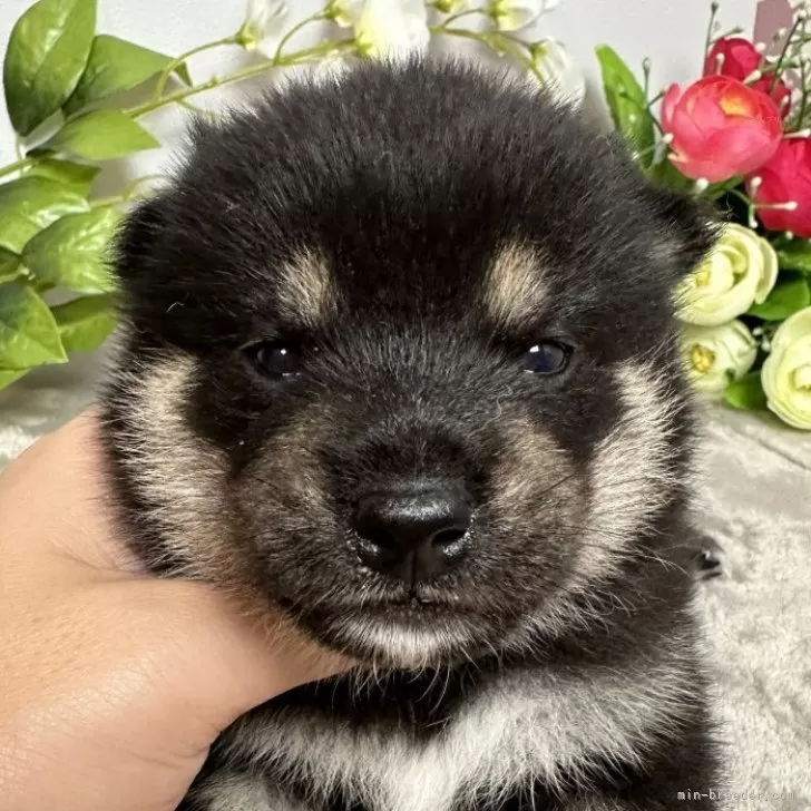 柴犬(標準サイズ)【岡山県・男の子・2024年6月3日・黒】の写真1