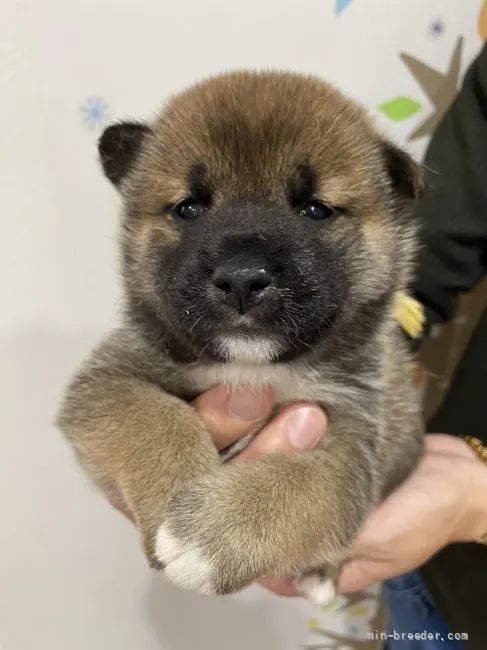 柴犬(標準サイズ)【岡山県・男の子・2022年4月21日・赤】の写真1