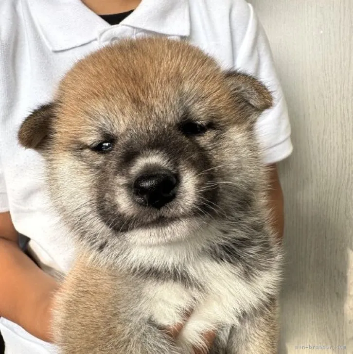 柴犬(標準サイズ)【岡山県・女の子・2023年4月14日・赤】の写真1