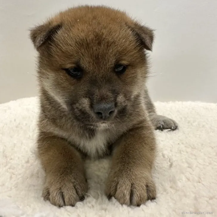 柴犬(標準サイズ)【岡山県・男の子・2023年10月19日・赤】の写真1