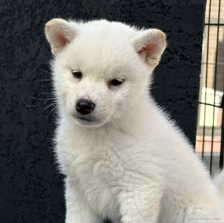 柴犬(標準サイズ)【岡山県・男の子・2023年11月24日・白】の写真1「1月15日撮影」