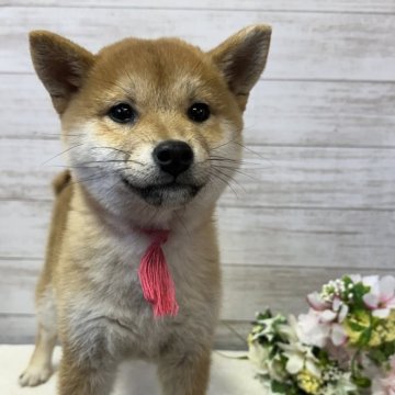 柴犬(豆柴)【岡山県・女の子・2023年12月5日・赤】の写真「サイズ小さめです❣️」