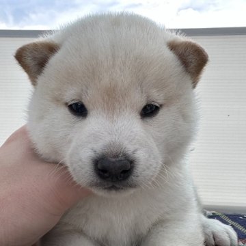 柴犬(標準サイズ)【岡山県・男の子・2024年1月24日・白】の写真「兄妹唯一の白柴🤍」