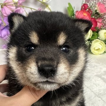 柴犬(豆柴)【岡山県・男の子・2024年6月12日・黒】の写真「イケメンくん🥰」