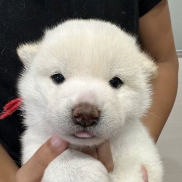 柴犬(標準サイズ)【岡山県・女の子・2023年8月5日・白】の写真「めちゃくちゃ可愛い‼️」