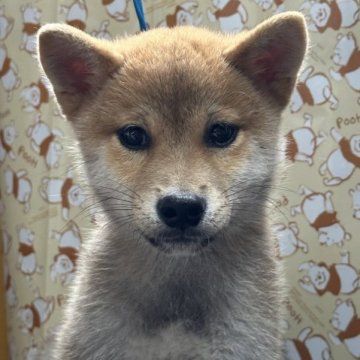 柴犬(標準サイズ)【岡山県・男の子・2023年6月4日・赤】の写真「活発な男の子です❣️」