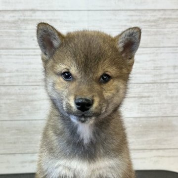 柴犬(標準サイズ)【岡山県・男の子・2023年11月12日・赤胡麻】の写真「1月11日動画更新してます！小さめで可愛いです👍」