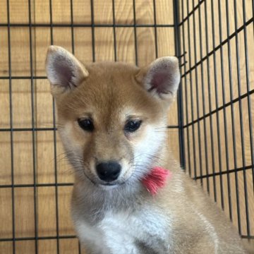 柴犬(標準サイズ)【岡山県・女の子・2024年5月28日・赤】の写真「8月18日までお盆セール🌻」