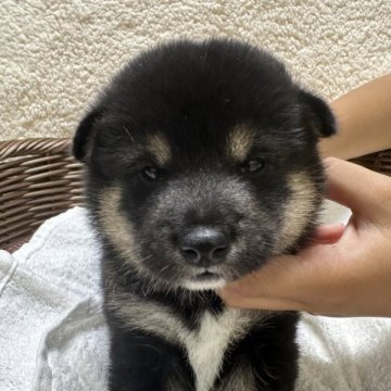 柴犬(豆柴)【岡山県・男の子・2023年10月7日・黒】の写真「配色綺麗です😍」