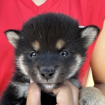 柴犬(豆柴)【岡山県・女の子・2023年4月25日・黒】の写真「小さくて可愛いです❤️」