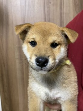 柴犬(標準サイズ)【岡山県・男の子・2021年11月4日・赤】の写真「新春セール
値下げ中」